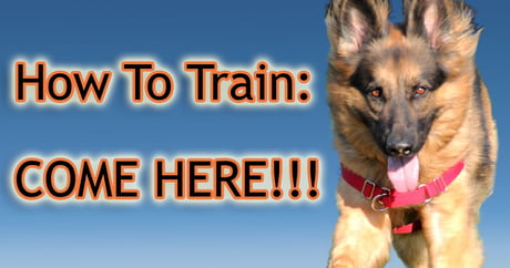 Teach your dog some tricks