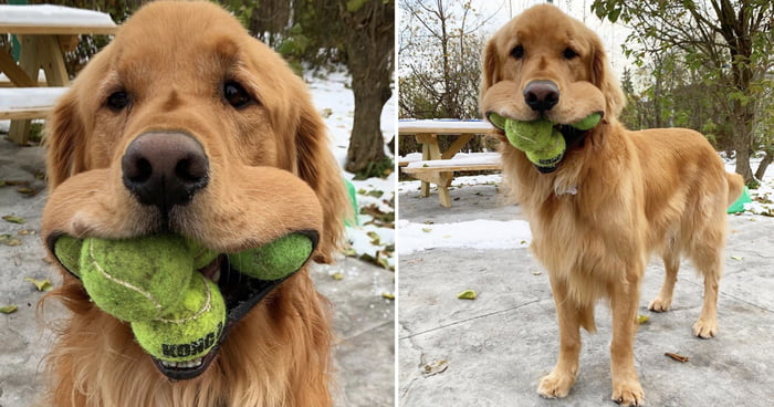 golden retriever tennis balls in mouth