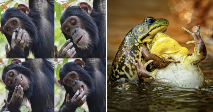 Here Are The Finalists For This Year’s Comedy Wildlife Photography Awards