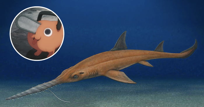 Newly Identified Prehistoric Sawshark Named After Pochita From 'Chainsaw Man'