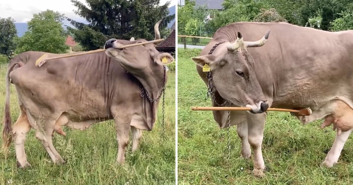 Cow Goes Viral For Using Brush To Scratch Hard-To-Reach Itches