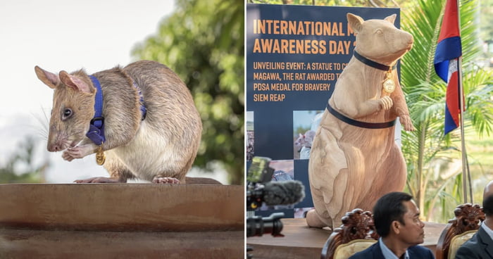 Landmine-Sniffing Rat Who Saved Countless Lives In Cambodia Is Honored With A Statue