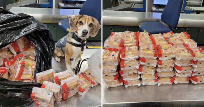 K-9 Beagle Sniffs Out Over 100 Sandwiches In Thai Traveller’s Luggage