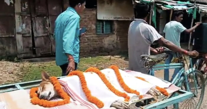 Stray Dog In India Dies A Hero After Battling Venomous Snake To Save 30 Children