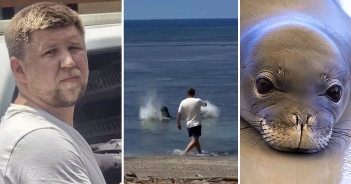 Tourist Who Threw Rock At Endangered Seal Allegedly Said He’d Get Away With It Because He’s 'Rich'