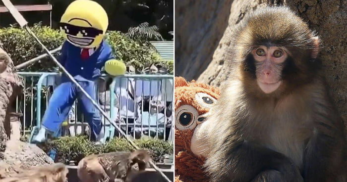 2 Americans Arrested In Japan For Entering Punch The Monkey's Zoo Enclosure