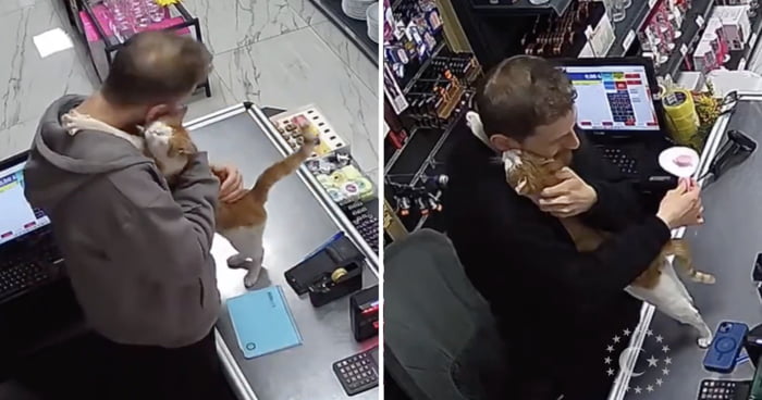Turkish Cat Goes Viral For Visiting The Same Housewares Store Every Day To Hug Shopkeeper