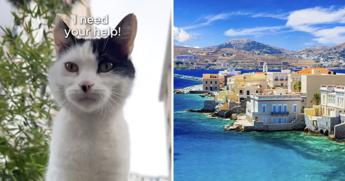 Cat Sanctuary On Greek Island Is Offering Free Accommodation In Exchange For Looking After Cats