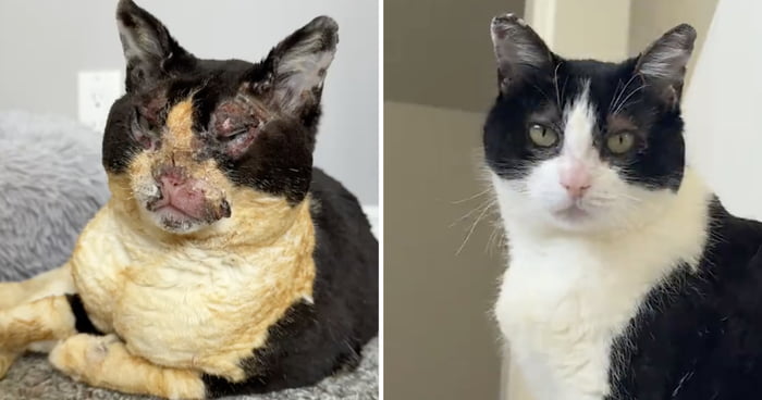 Cat Goes Viral For Remarkable Recovery Just 3 Months After Surviving Barn Fire