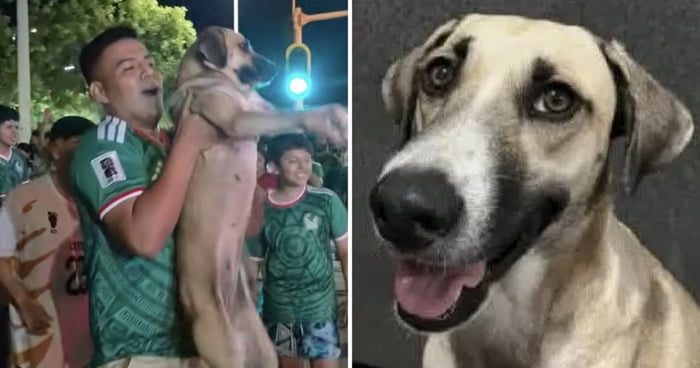 Dog Missing For A Month In Mexico Found Partying With World Cup Fans After Team's Win