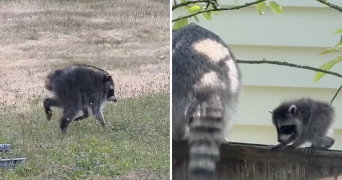 Seattle Raccoon Jimothy Goes Viral for His Unique Looks