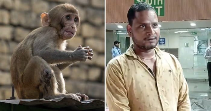 Monkey Whisperers Hired To Stop Wild Primates From Crashing World Badminton Championships