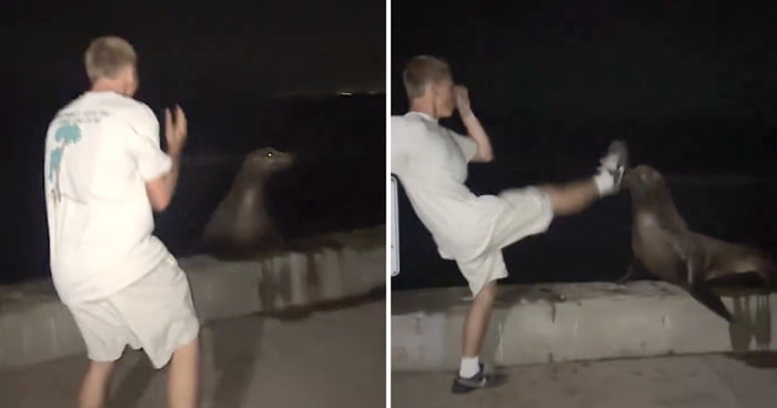 Man Pleads Guilty After Repeatedly Kicking Sea Lion While Referring To Himself As UFC Star