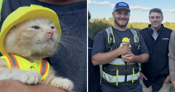 Kitten Rescued From Excavator Joins Construction Crew