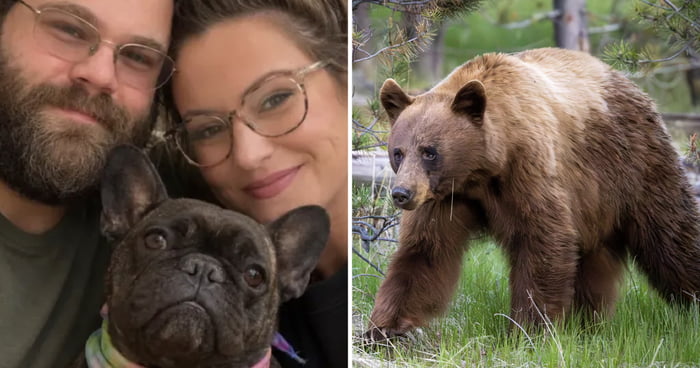 French Bulldog Dies After Protecting Owners From Bear Attack