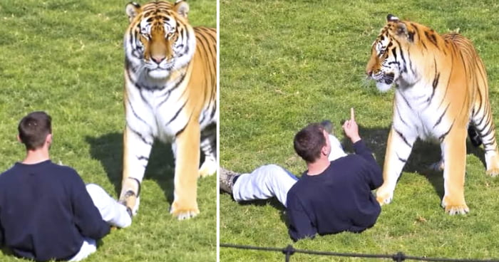 Tiger That Mauled Man To Death At Wildlife Park Will Not Be Euthanised, Park Confirms