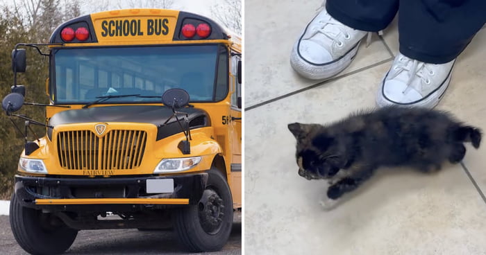 Longtime School Bus Driver Fired After Stopping To Let Student Rescue Injured Kitten